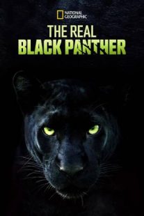 دانلود مستند The Real Black Panther 2020229564-1380210341