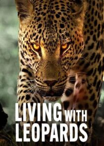 دانلود مستند Living with Leopards 2024400477-141408517