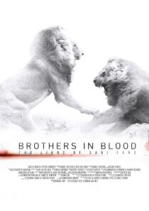 دانلود مستند Brothers in Blood: The Lions of Sabi Sand 2015424819-1986083733